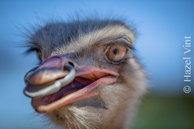 hazey.hazel.vint.wildlife reserve.cango.cats.crocs.ostrich.riding-3