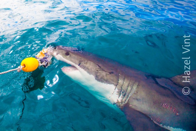 white shark research chuming-13