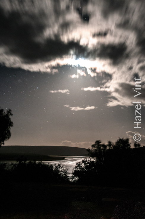 hazel.vint.hazey.photography.dehopp.stars.macro.wildlife-100