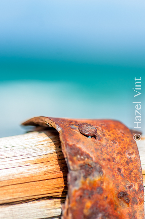 hazel.vint.hazey.photography.dehopp.stars.macro.wildlife-62