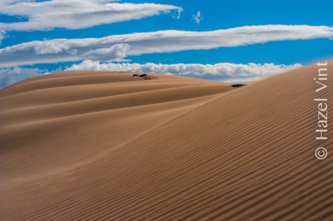 hazel.vint.hazey.photography.dehopp.stars.macro.wildlife-80