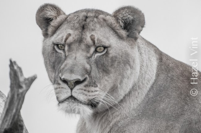 hazel.vint.hazey.photography.jukani.southafrica.bigcats.-7