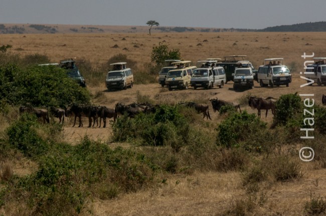 Maassi.Mara.Kenya.Africa.safari.migration.bigfive.wildlife.rivercrossing.disappointment.hazel.vint.hazey.photography-90