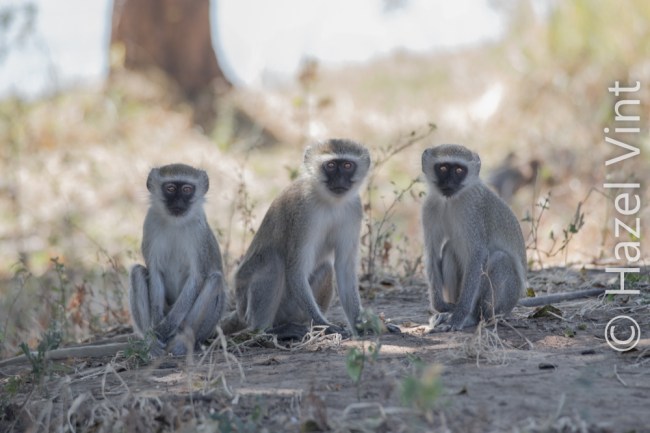 these little menaces will get inside your car if your not careful