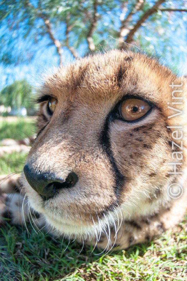 hazel.vint.hazey.photography.cheetahs.south.africa.gardenroutegamelodge.bigblogexchange-6